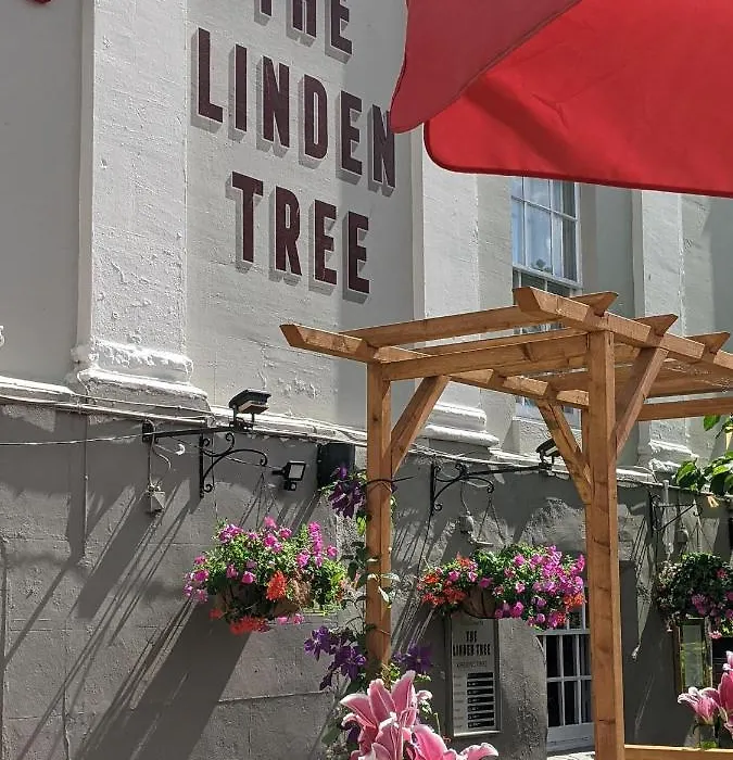 Linden Tree-1